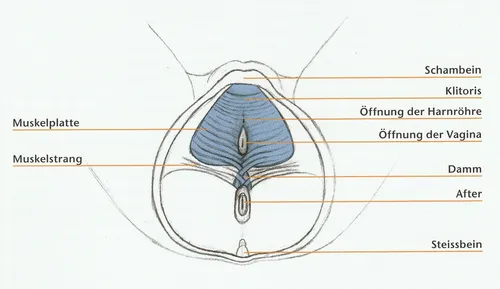 Zweite, mittlere Schicht des Beckenbodens