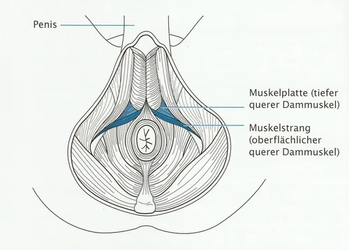 Mittlere Beckenbodenschicht beim Mann