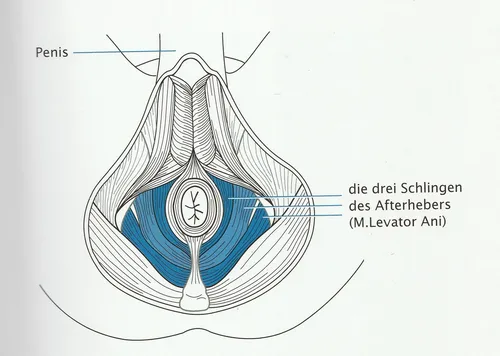 Innere Beckenbodenschicht beim Mann